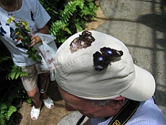 018 Butterfly Sanctuary